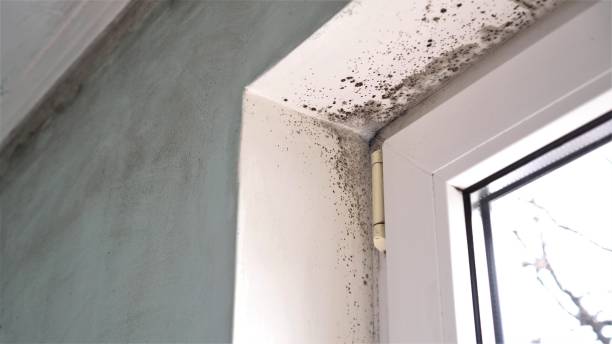 Mold Removal Process in Stockbridge, GA