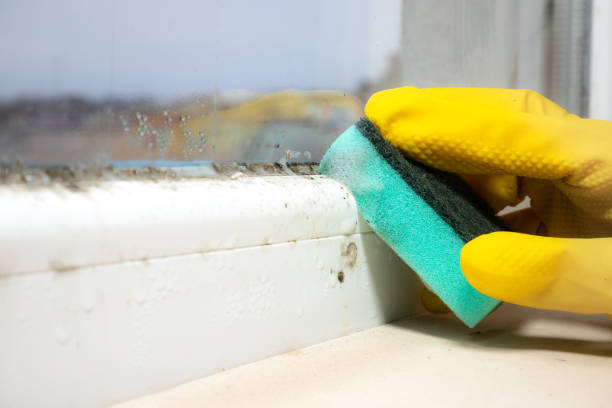 Best Fast Mold Removal  in Stockbridge, GA