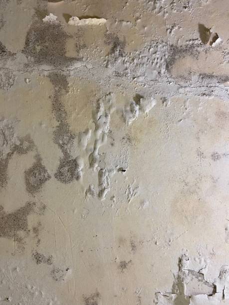 Best Mold Testing  in Stockbridge, GA