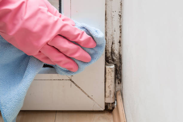 Best Best Mold Removal Companies  in Stockbridge, GA