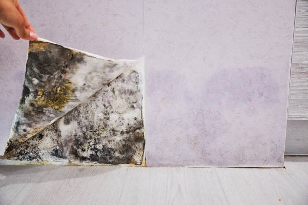 Best Office Mold Removal Services  in Stockbridge, GA